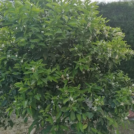 Entire Prefabricated Garden Flat 1350m From Beach לרנקה